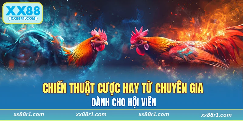 Chiến thuật cược hay từ chuyên gia dành cho hội viên