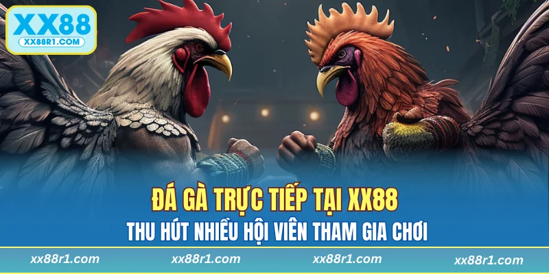 Đá gà trực tiếp tại XX88 thu hút nhiều hội viên tham gia chơi