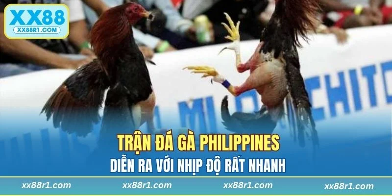 Trận đá gà Philippines có nhịp độ rất nhanh